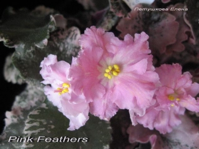 Сенполии Pink Feathers