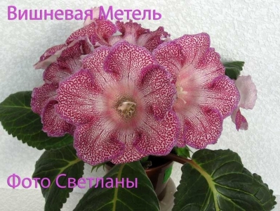 Глоксинии Вишневая Метель