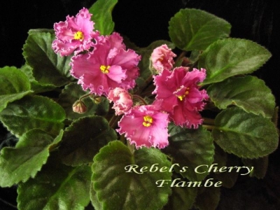 Сенполии Rebel's Cherry Flambe