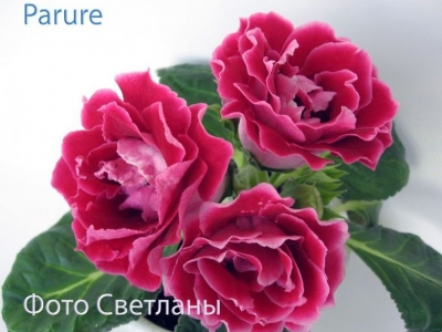 Глоксинии Parure