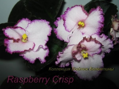 Сенполии Raspberry Crisp