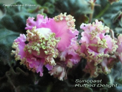 Сенполии Suncoast Ruffled Delight