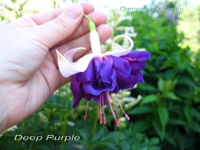 Фуксии Deep Purple