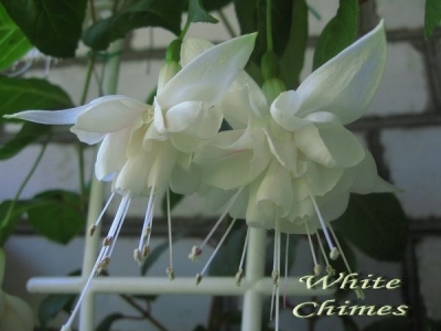 Фуксии White Chimes