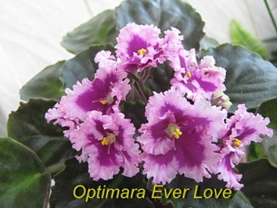 Сенполии Optimara EverLove