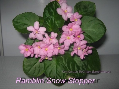 Сенполии Ramblin' Show Stopper