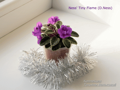 Сенполии Ness' Tiny Flame