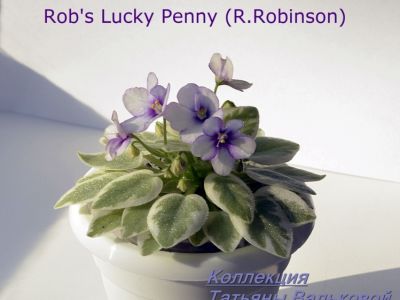 Сенполии Rob's Lucky Penny