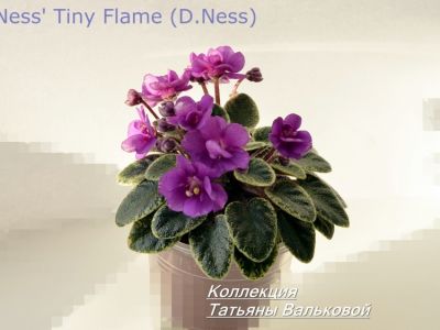 Сенполии Ness' Tiny Flame