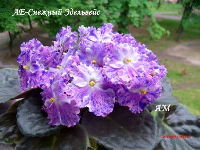 Сенполии АЕ-Снежный Эдельвейс