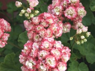 Пеларгонии Apple Blossom Rosebud