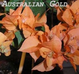 Бугенвиллии Australian Gold