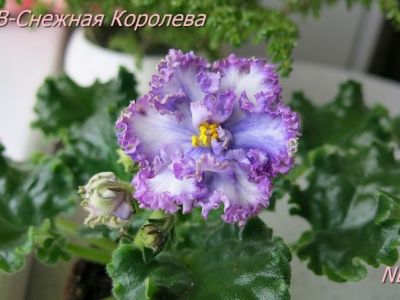 Сенполии АВ-Снежная Королева