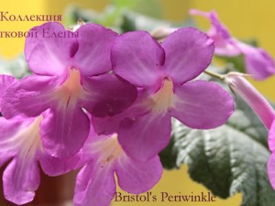 Стрептокарпусы Bristol's Periwinkle