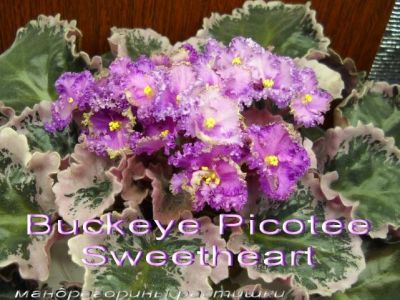 Сенполии Buckeye Picotee Sweetheart