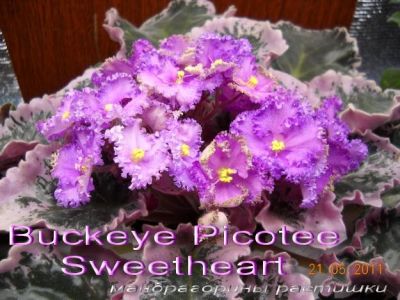 Сенполии Buckeye Picotee Sweetheart