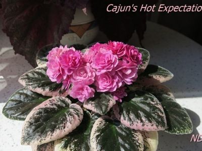 Сенполии Cajun's Hot Expectations