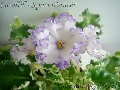 Сенполии Carallil's Spirit Dancer