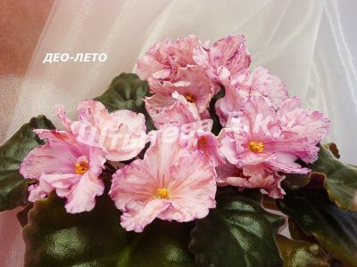 Сенполии ДЕО-Лето