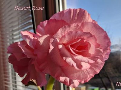 Бегонии Desert Rose