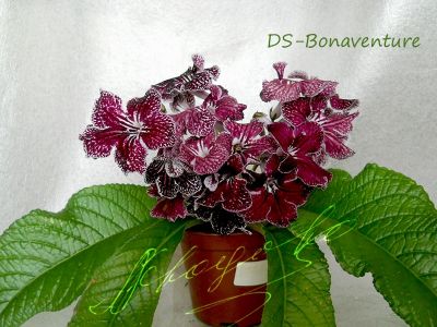 Стрептокарпусы DS-Bonaventure