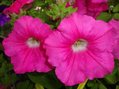 Петунии Rose Supertunia