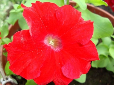 Петунии Red Supertunia