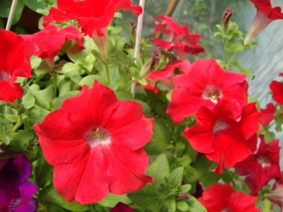 Петунии Red Supertunia