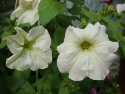 Петунии White Supertunia