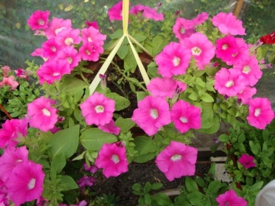 Петунии Rose Supertunia