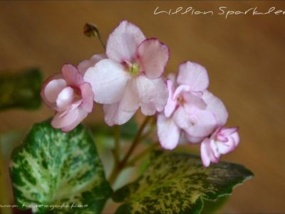 Сенполии Lilian Sparkler