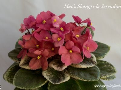 Сенполии Mac's Shangri-la Serendipity