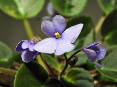 Сенполии Saintpaulia ionantha