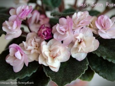 Сенполии Ness' Satin Rose