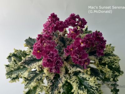 Сенполии Mac's Sunset Serenade