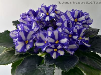 Сенполии Neptune's Treasure