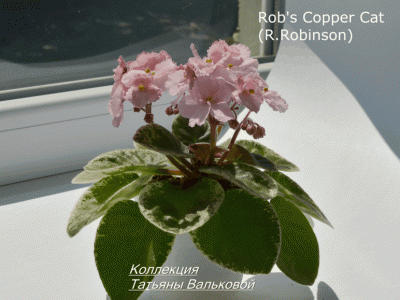 Сенполии Rob's Copper Cat