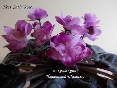 Сенполии Ness' Satin Rose