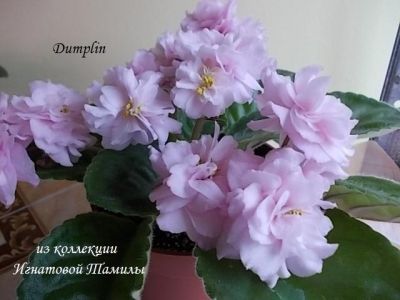 Сенполии Dumplin'