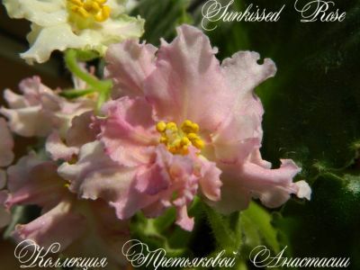 Сенполии Sunkissed Rose