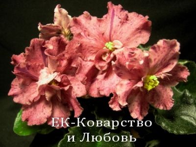 Сенполии ЕК-Коварство и Любовь