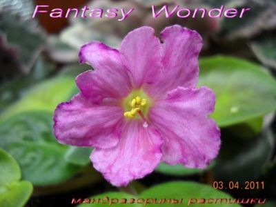 Сенполии Fantasy Wonder