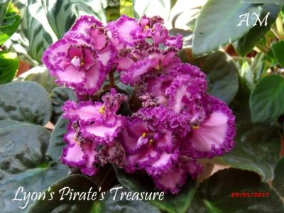 Сенполии Lyon's Pirate's Treasure