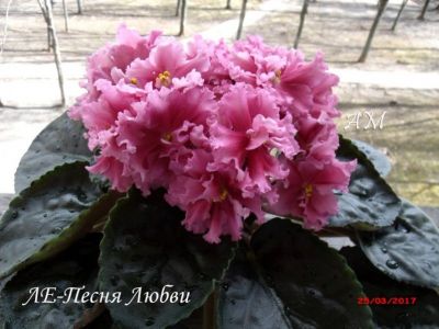 Сенполии ЛЕ-Песня Любви