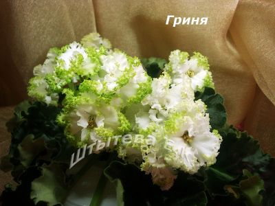 Сенполии Гриня