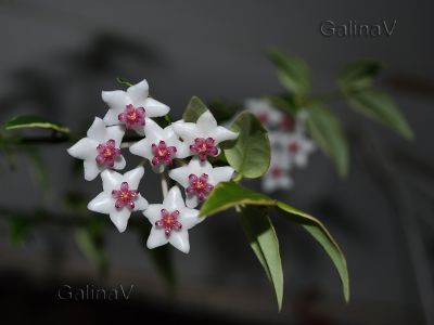 Ластовневые Bella variegata