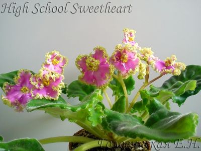 Сенполии High School Sweetheart