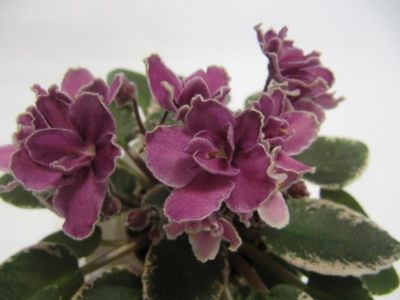Сенполии Hortense's Country Rose