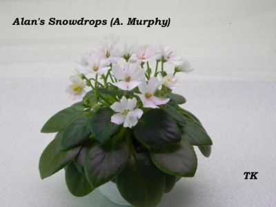 Сенполии Alan's Snowdrops