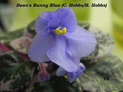 Сенполии Dean's Bunny Blue